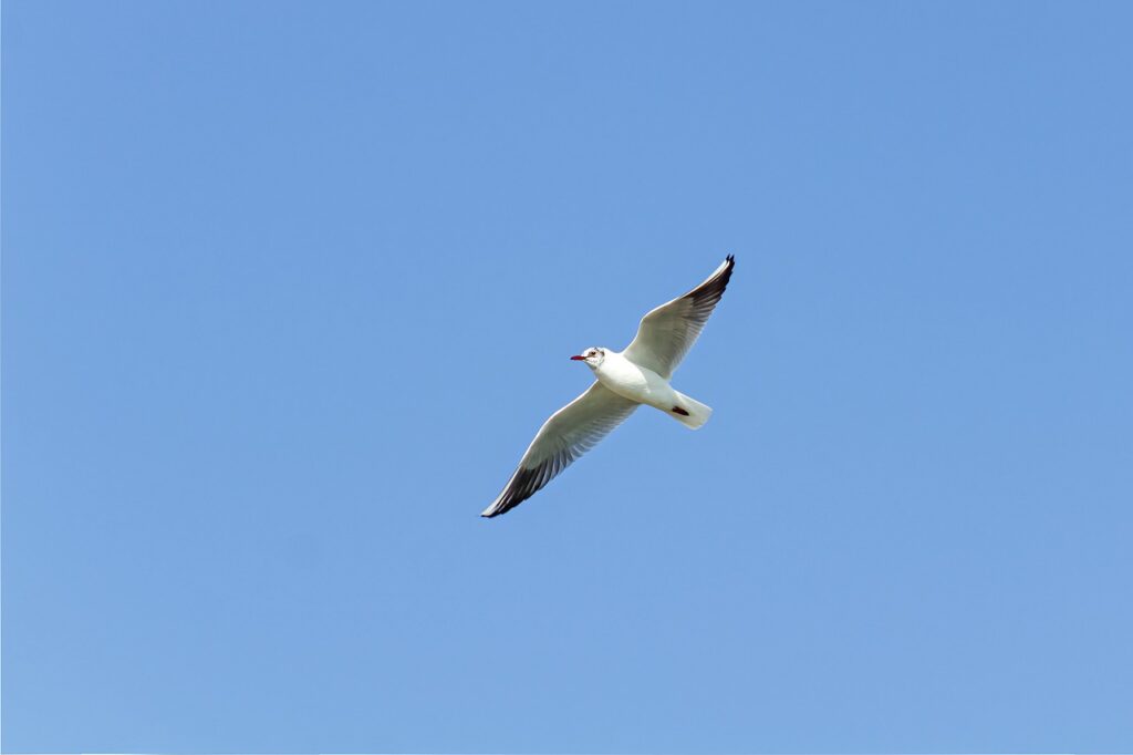 seagull, fly, sky