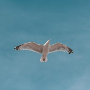 seagull, bird, flying, flight, wings, gull, seabird, animal, wildlife, nature, blue sky, sky