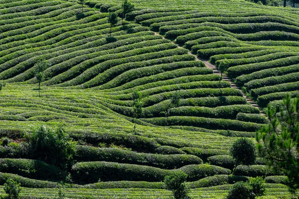 tea, tea garden, nature, tea tree, green, agriculture, farmland, natural, plant