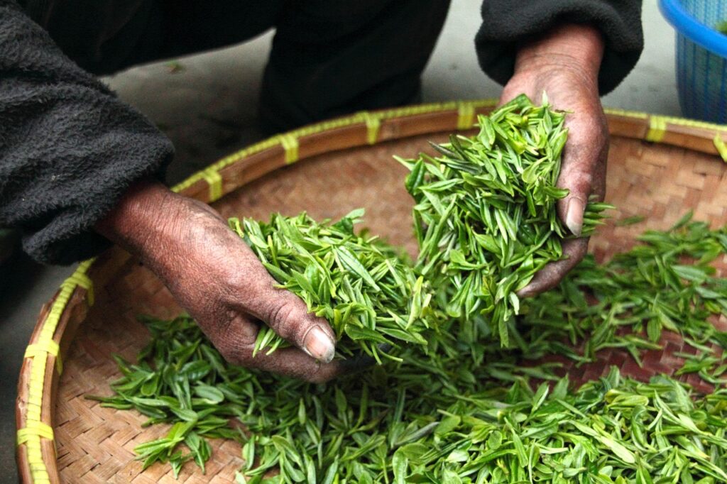 tea, nature, leaves, hands, fresh, drying, harvesting, harvest, agriculture, tea leaves