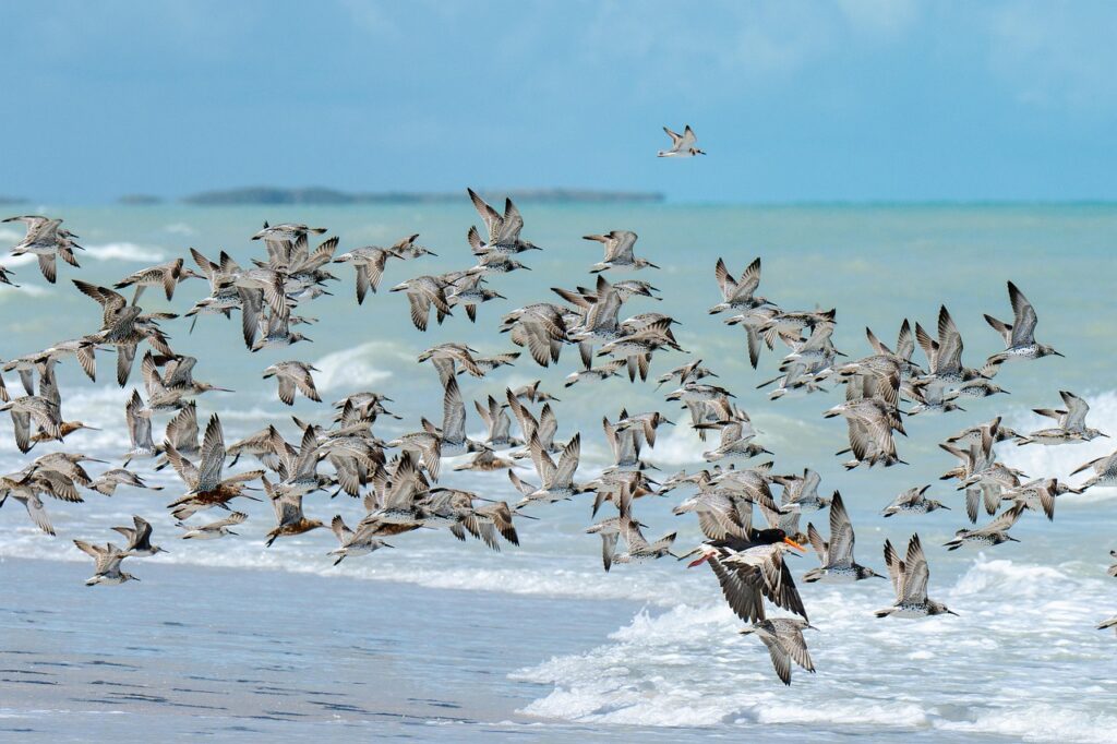 birds, sandpiper, sea, flying, black oystercatcher, animals, nature, flock, beach, ocean, roebuck bay, broome, western australia, north-west coast, indian ocean