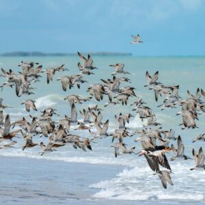 birds, sandpiper, sea, flying, black oystercatcher, animals, nature, flock, beach, ocean, roebuck bay, broome, western australia, north-west coast, indian ocean