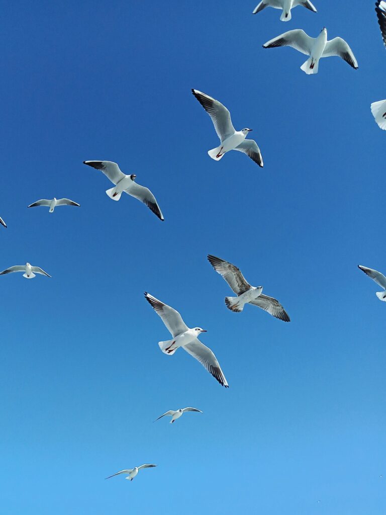 Flock of seagulls gracefully flying against a vibrant blue sky in Istanbul, Turkey.