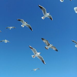 Flock of seagulls gracefully flying against a vibrant blue sky in Istanbul, Turkey.