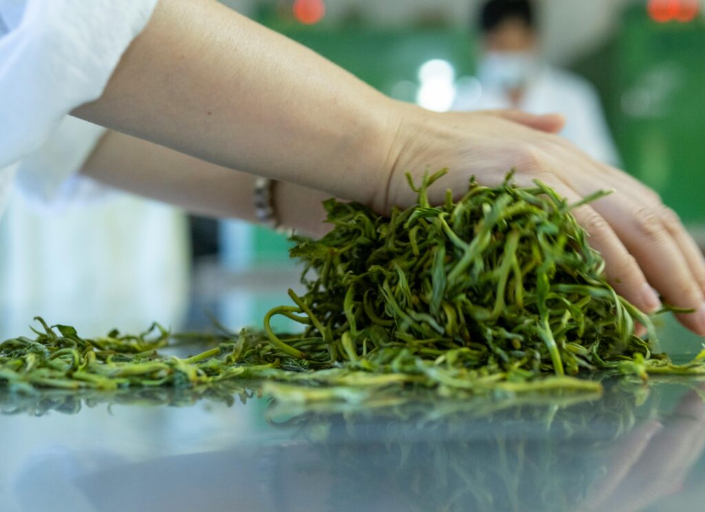 Close-up of hands sorting fresh tea leaves in a tea processing room in Pu'er, Yunnan, China.