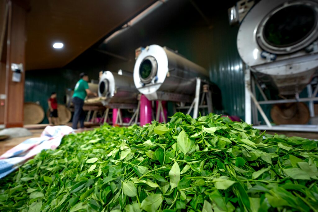 Fresh green tea leaves in a processing facility with workers in the background.